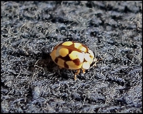 10-spot ladybird